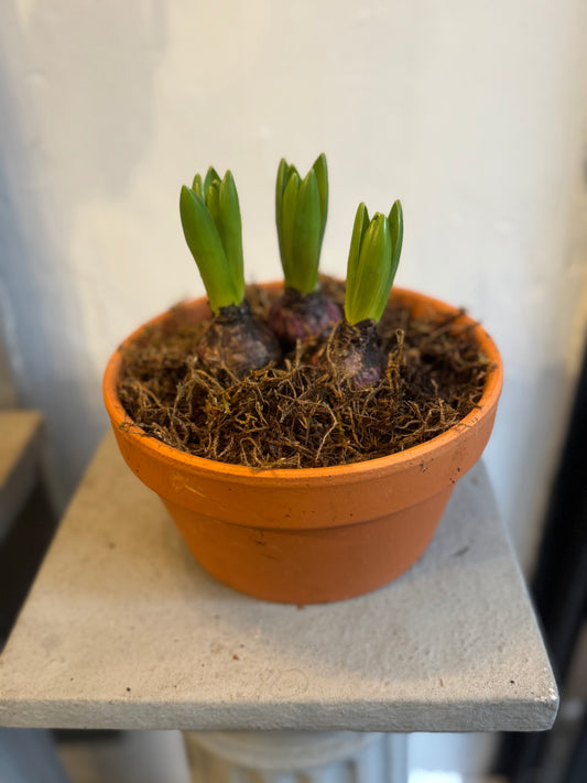 Bulbs in terracotta pots. Hyacinths or Tete a Tete