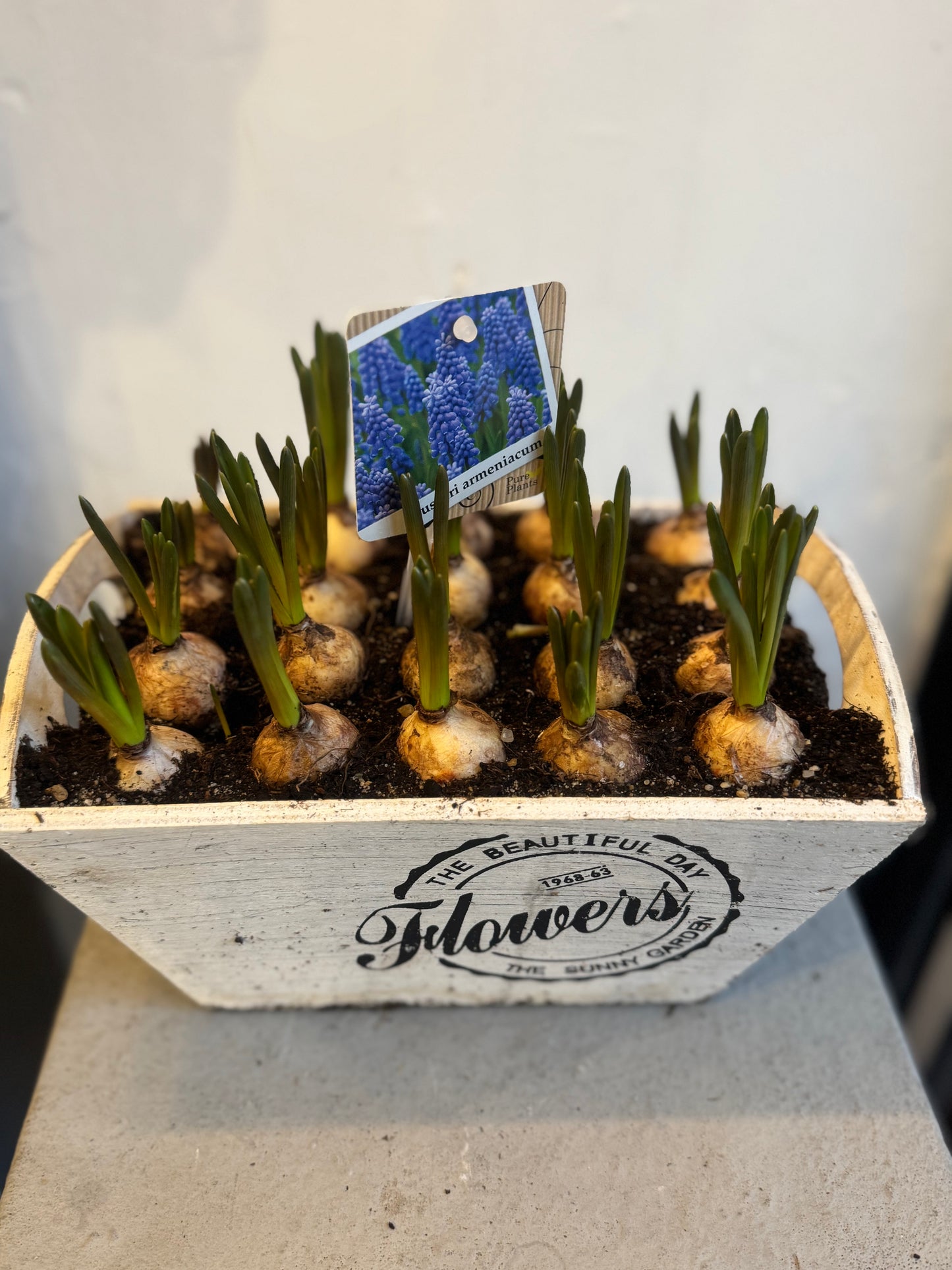 20 Muscari bulbs in rustic wooden planter