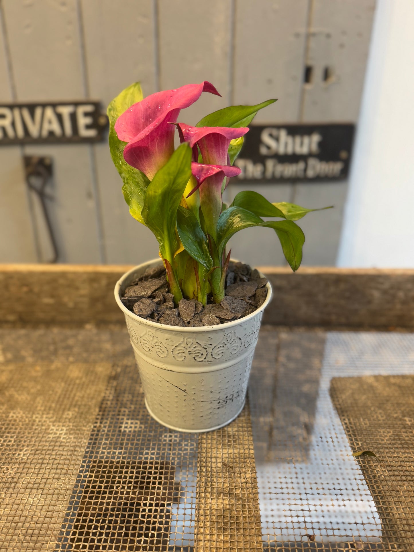 Zantedeschia Calla Lily planted in a rustic tin pot - Pink - Indoor 35cms tall