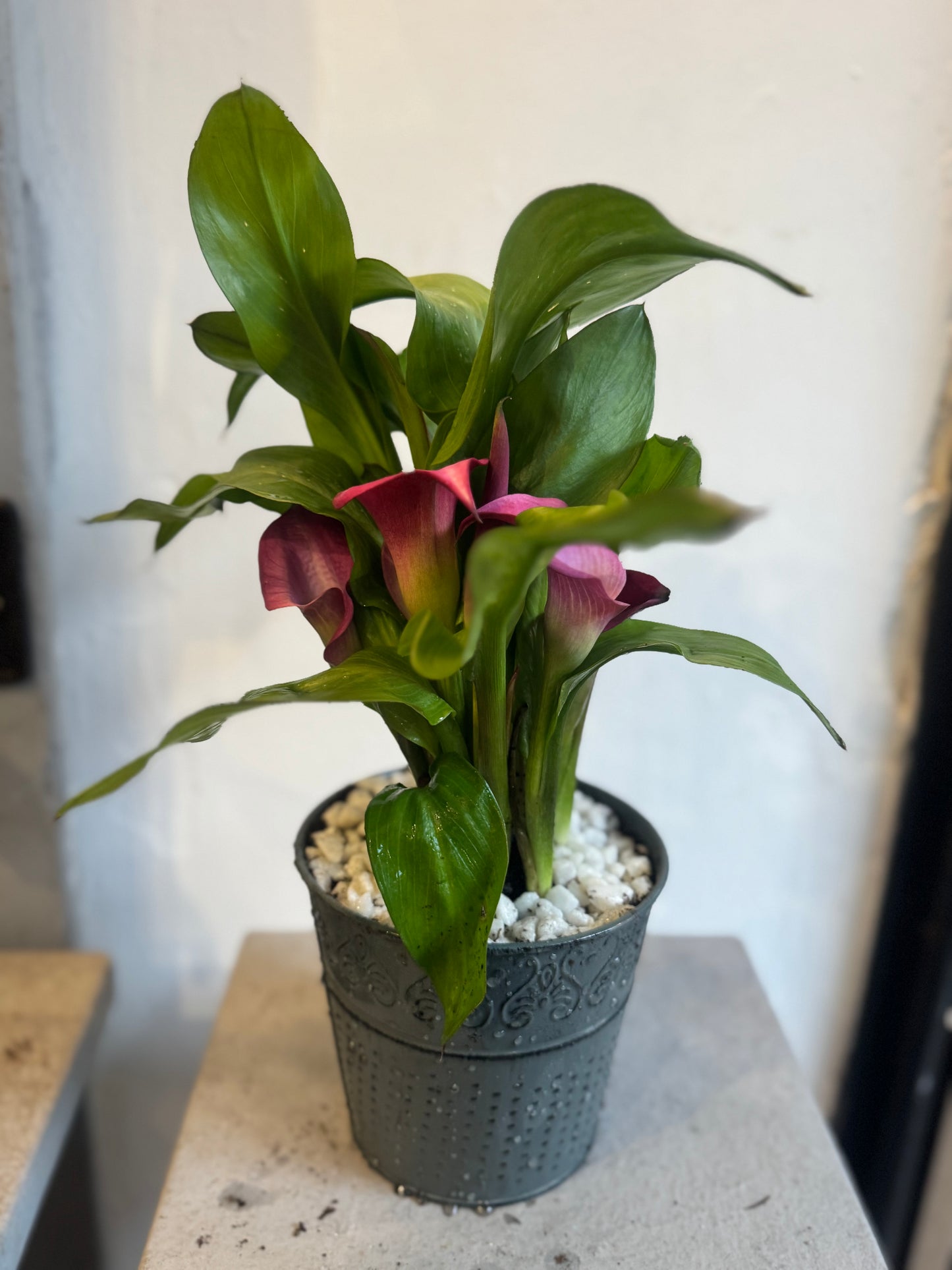 Zantedeschia Calla Lily planted in a rustic tin pot - Pink - Indoor 35cms tall