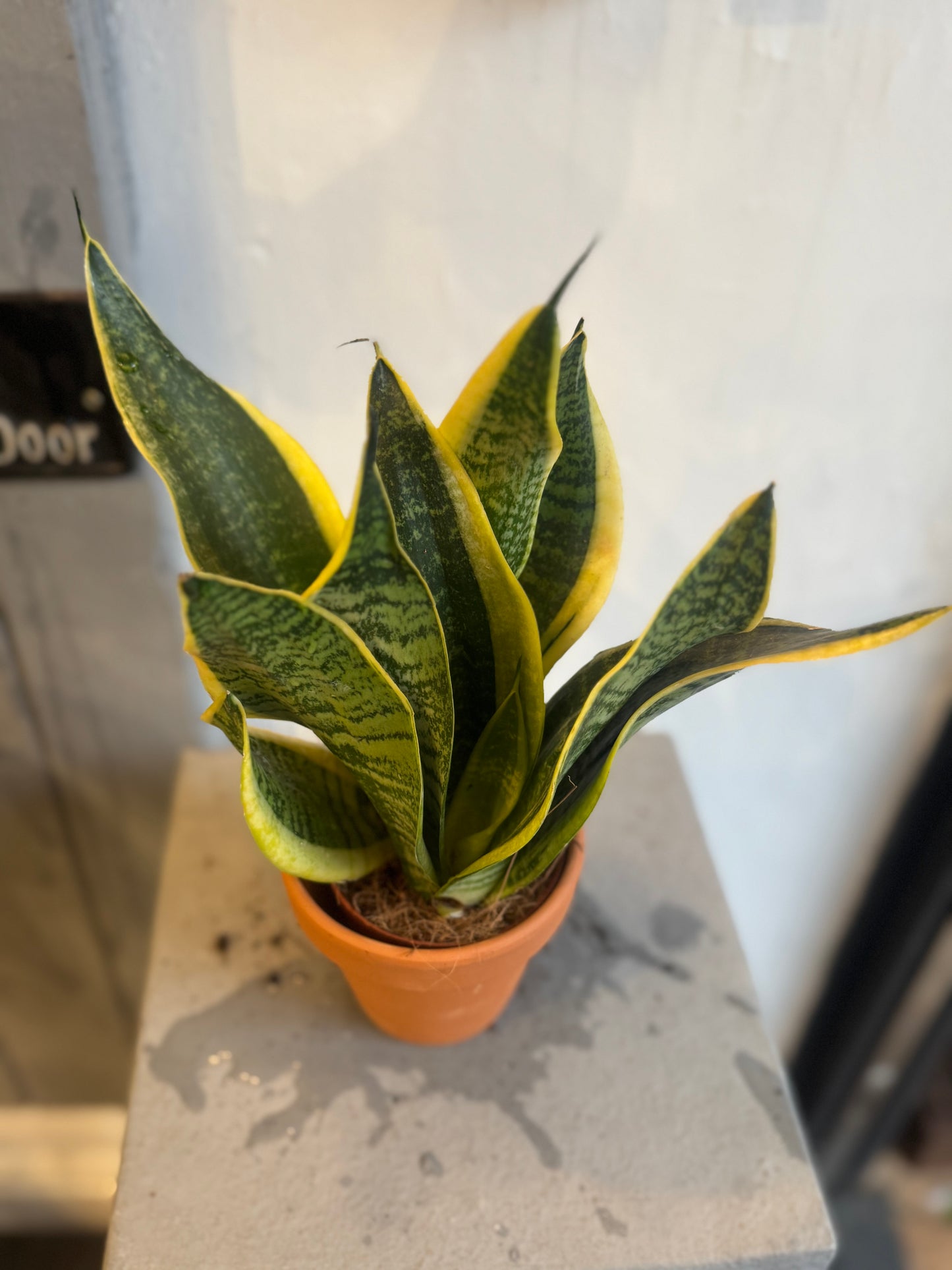 Sansevieria Golden - Snake Plant | Potted Indoor Plant - 25-28cms tall