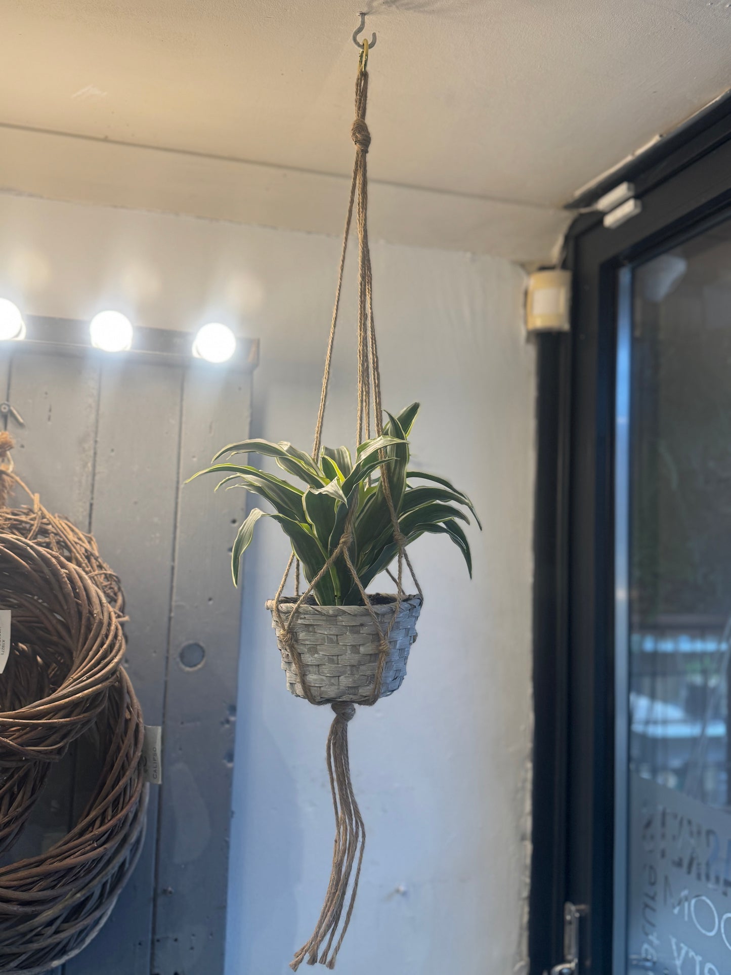 Dracaena Fragrans in a Macrame hanger