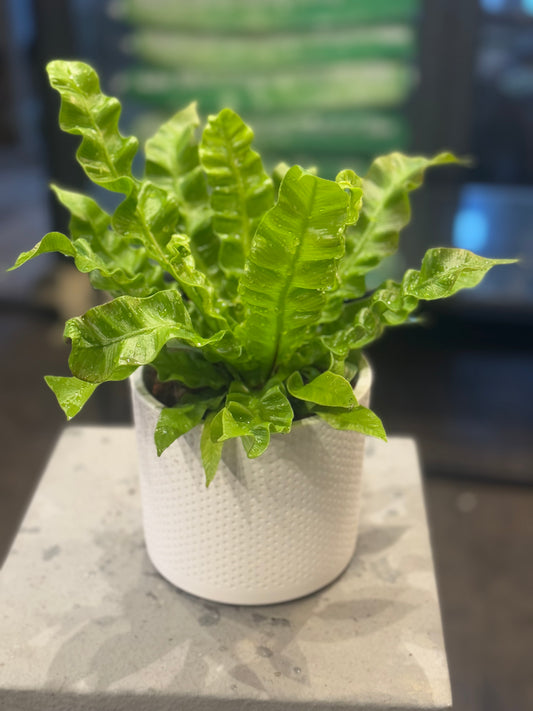 Asplenium Nidus Crispy Wave - BirdS Nest Fern -  Indoor - 25cm tall